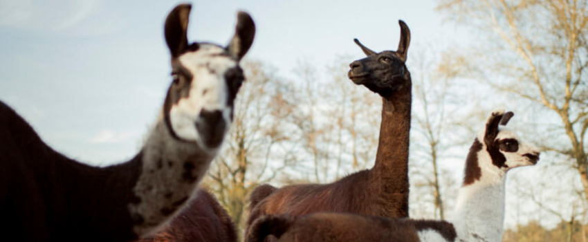 Member spotlight: ExeVir uses llama-derived antibodies to protect the vulnerable