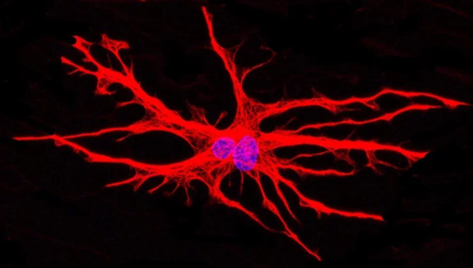 New model identifies key player in ALS New model identifies key player in ALS