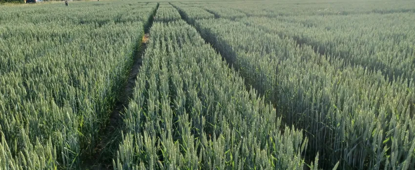 wheat field trial